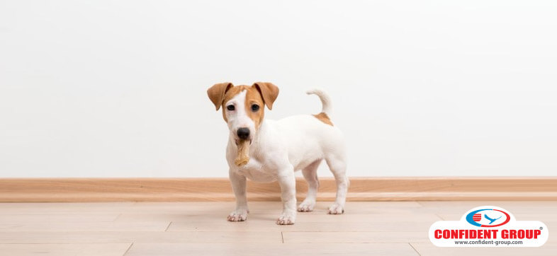 how to control pests in your home - Make Home Pet Friendly