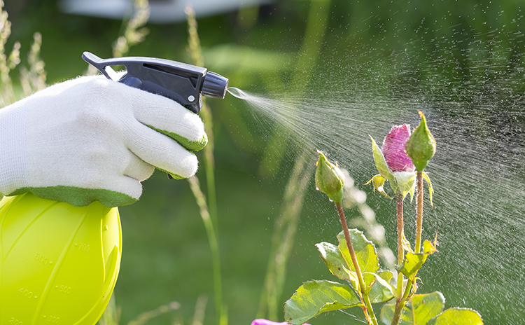 Summer Gardening Avoiding Pets