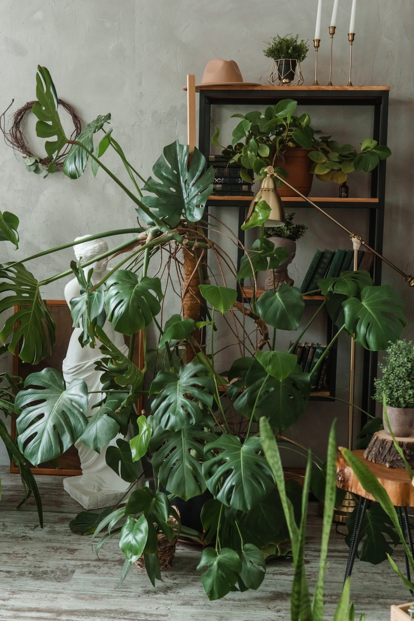 Textured Availabilityminimalist Indoor Plants For Apartment Walls Reference: Indoor Plant Decor Ideas To Style Your Apartment