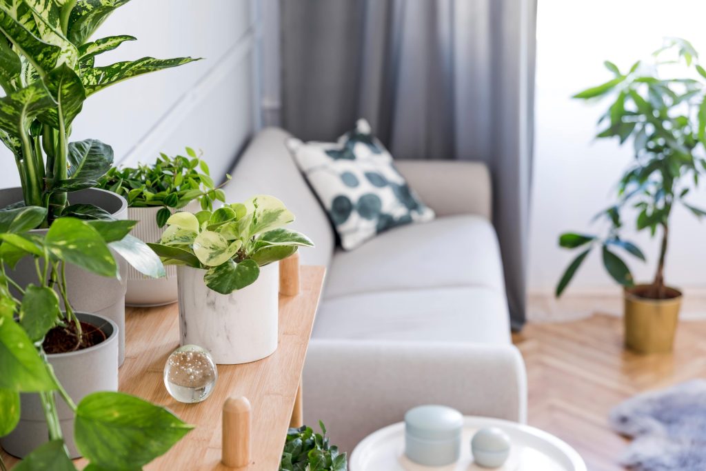 indoor plants are air circulators