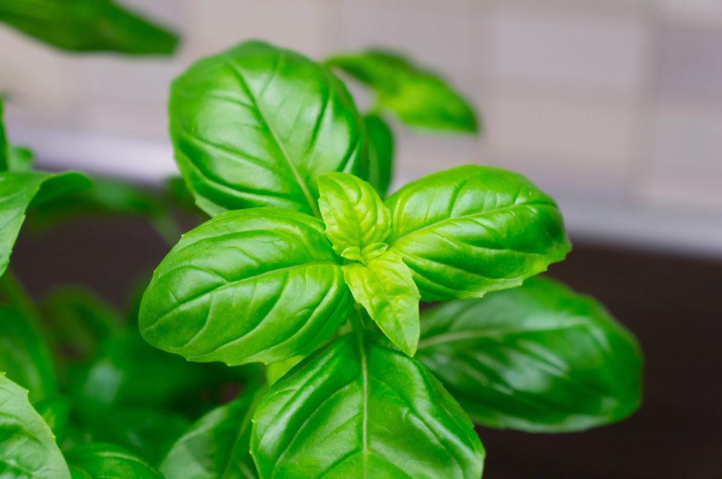 Basil leaves